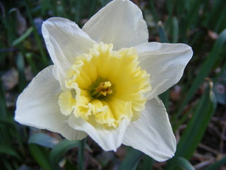 Fototapeta premium narcissus