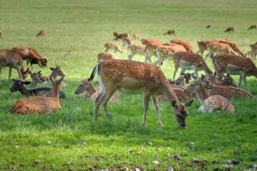 litte deers herde