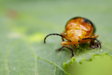 Image of Twin-spotted Beetle (Oides andreweisi) on green leaves. Insect Animal