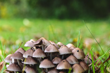 Many Small Mushrooms in the Grass