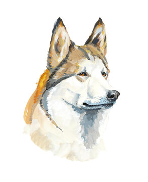Husky. Portrait dog. Gouache hand drawn illustration.
