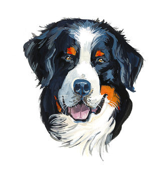 Bernese Mountain Dog. Portrait dog. Gouache hand drawn illustration.