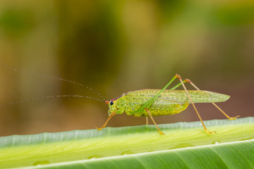 Image of grasshopper (Small Green Leaf Katydid.,Orthelimaea leeuwenii) on green leaves. Insect Animal