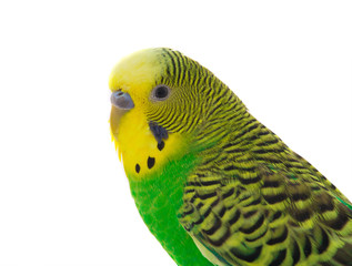 Fototapeta premium green budgie
