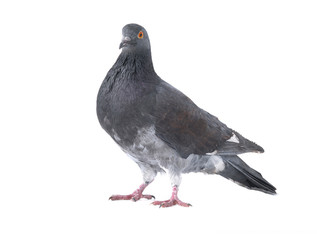 Obraz premium gray pigeon