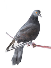  gray pigeon