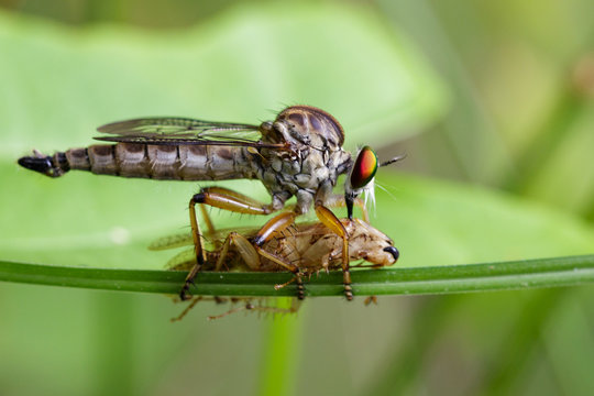 Image of an robber fly eating prey on green leaves. Insect Animal