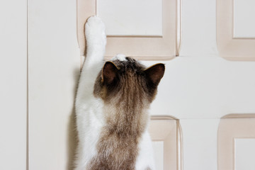 cat opens the door with its paw