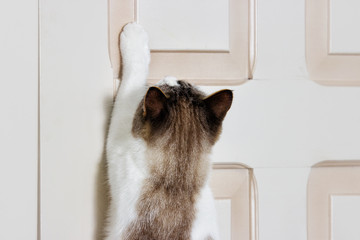 Fototapeta premium cat opens the door with its paw