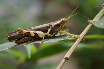 Image of Rufous-legged Grasshopper (Xenocatantops humilis) on green leaves. Insect Animal