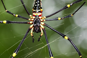 Image of Spider Nephila Maculata, Gaint Long-jawed Orb-weaver (female) in the net. Insect Animal