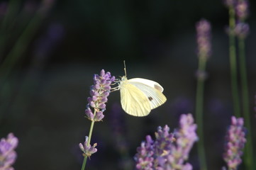 Schmetterling, Zitronenfalter auf Lavendel