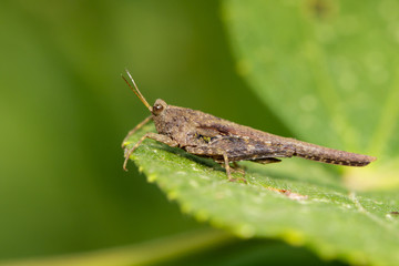 Image of brown grasshopper on green leaves. Insect Animal. Caelifera., Acrididae