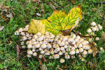 Many Small Mushrooms in the Grass