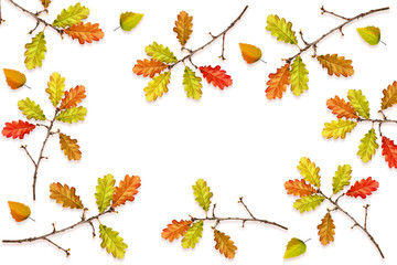 autumn leaves isolated on white background.