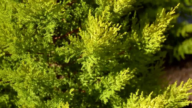 This is footage of some plant that looks like a pine, but is actually called tulla, green.