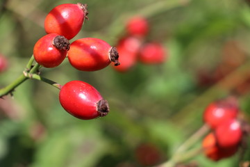 Hagebutten (Rosa canina - Hunds-Rose)