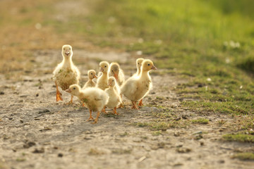 Domestic baby ducks in the yard