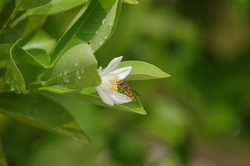 Nektar saugende Biene auf Zitronenbaum