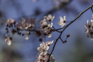 Prunus cerasifera pink blossom. Insect in flower. Spring.