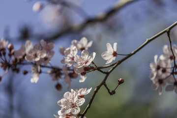 Prunus cerasifera pink blossom. Flower. Spring. Blue sky
