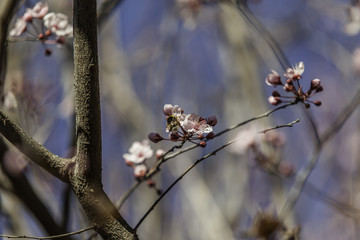 Prunus cerasifera pink blossom. Insect in flower. Spring.