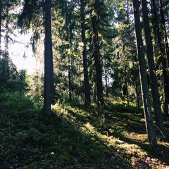 Beautiful light in Finland's forest