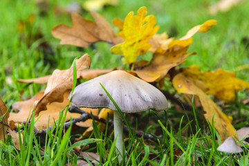 Autumn Natural Decoration