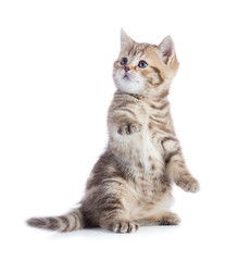 kitten cat sitting with raised paw looking up