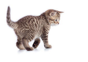 Young tabby cat side view. Walking kitten isolated on white.