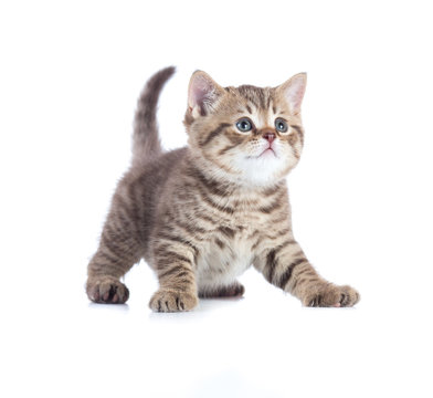 Young cat or kitten standing front view isolated