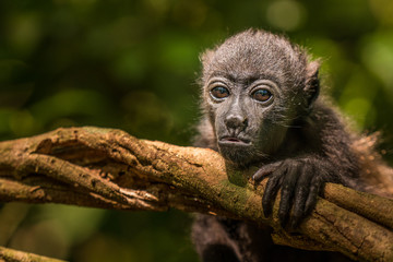 Portrait eines kleinen Brüllaffen