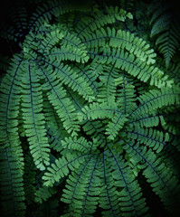 Green Fern Fronds Background Pattern