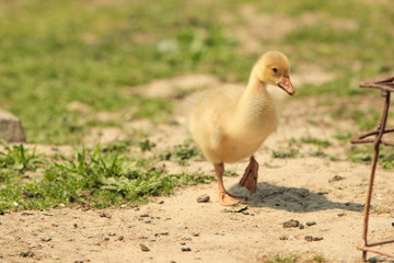 Domestic baby duck in the back yard