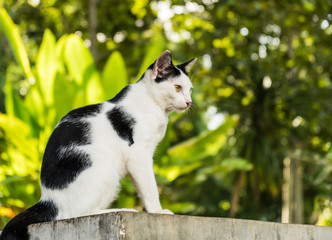 Black & white cat with yellow eyes is looking on nature background