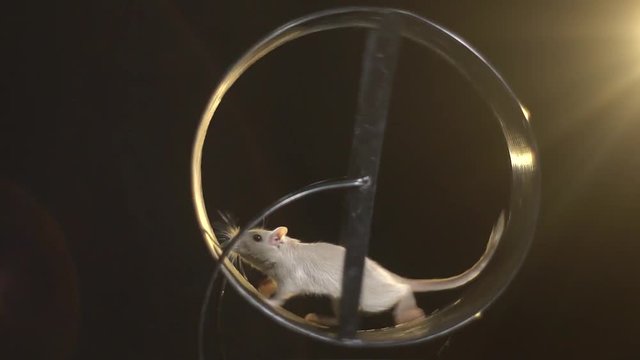 A sand mouse runs in a running wheel on a black background, slow motion