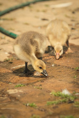 Domestic baby ducks in the yard