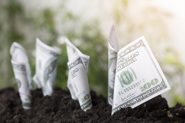 Dollars bill  growth up with soil, planting money, saving and investment, concept as invest about...