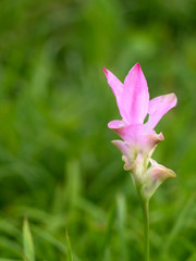 Close-up of Siam Tulip on green background.