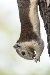 Cute grey squirrel eating in the park