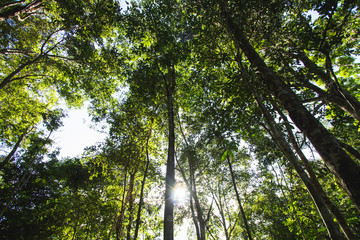 forest Trees in the jungle green nature