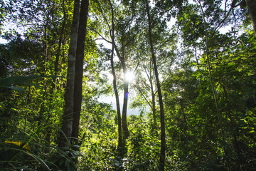forest Trees in the jungle green nature