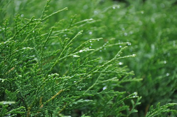 Raindrops on thuja