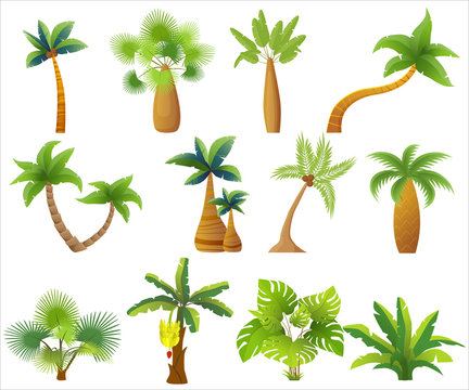 Tropic palm trees isolated. Exotic palm tree set vector illustration.
