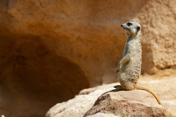 Meerkat in a zoo