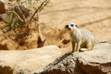 Meerkat in a zoo