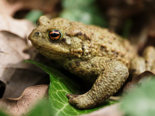 Naklejka premium Erdkröte (Bufo bufo) in einem Eichenwald 