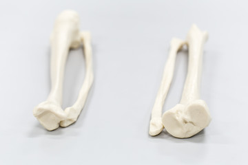 Fototapeta premium Model of Human leg for education.