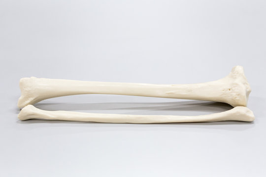 Model of Human leg for education.