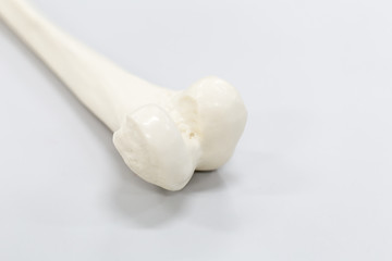 Model of Human leg for education.